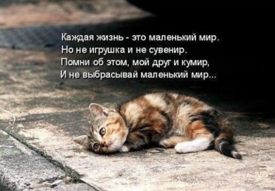 День кошек в России – 1 марта